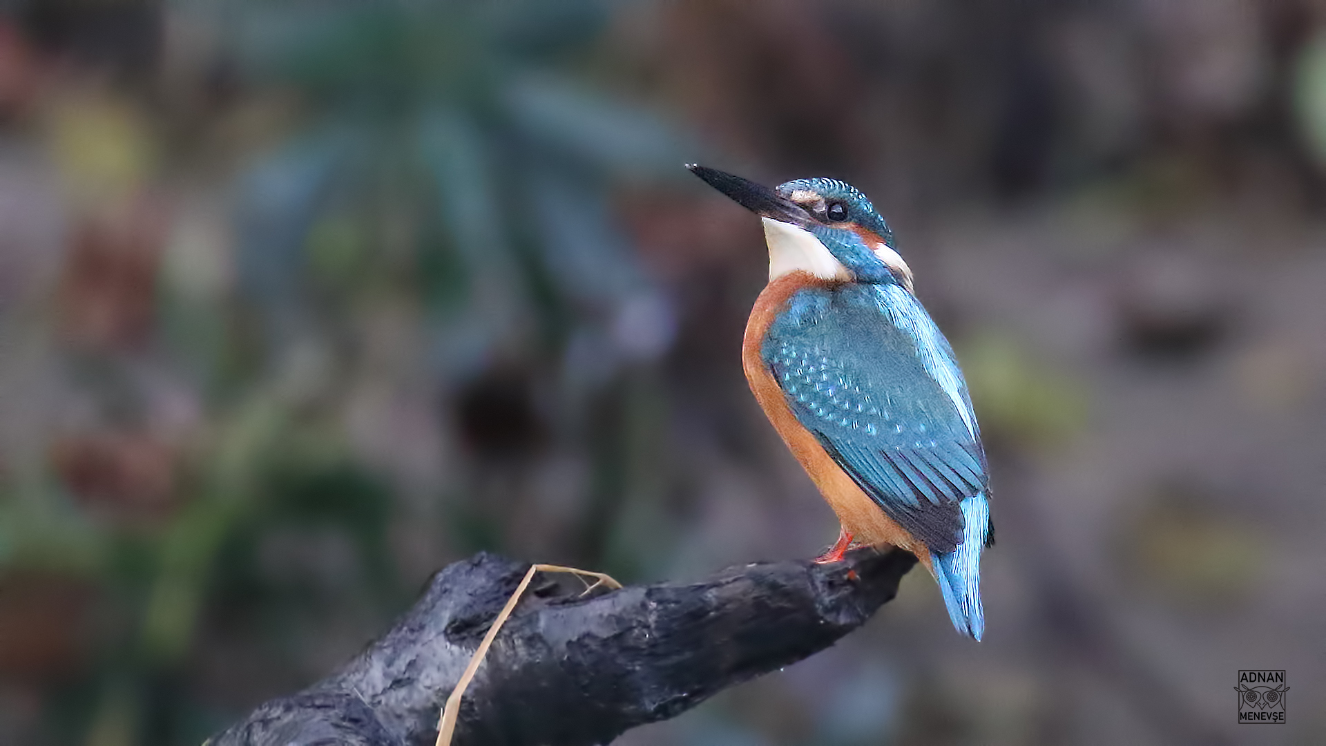 Common Kingfisher